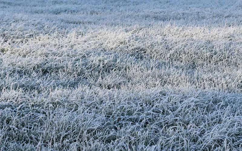 frio