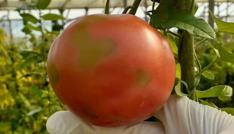 Alertan sobre un virus que afecta el cultivo de tomates