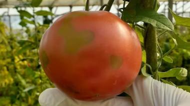 Alertan sobre un virus que afecta el cultivo de tomates